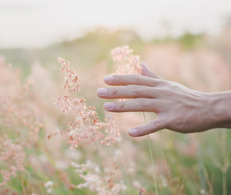 Main effleurant des herbes roses en plein air