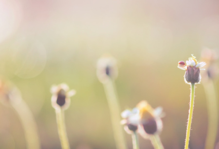 Fleurs floues au coucher du soleil